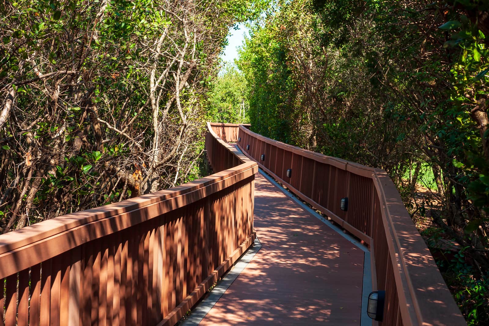 Elevated and lighted boardwalk meandering through a Mangrove swamp near Tampa, Florida