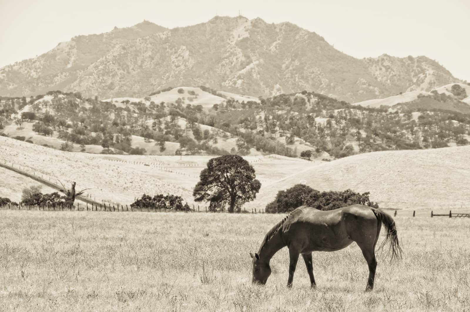 Vintage Contra Costa California