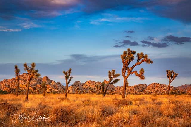 Joshua Tree national park