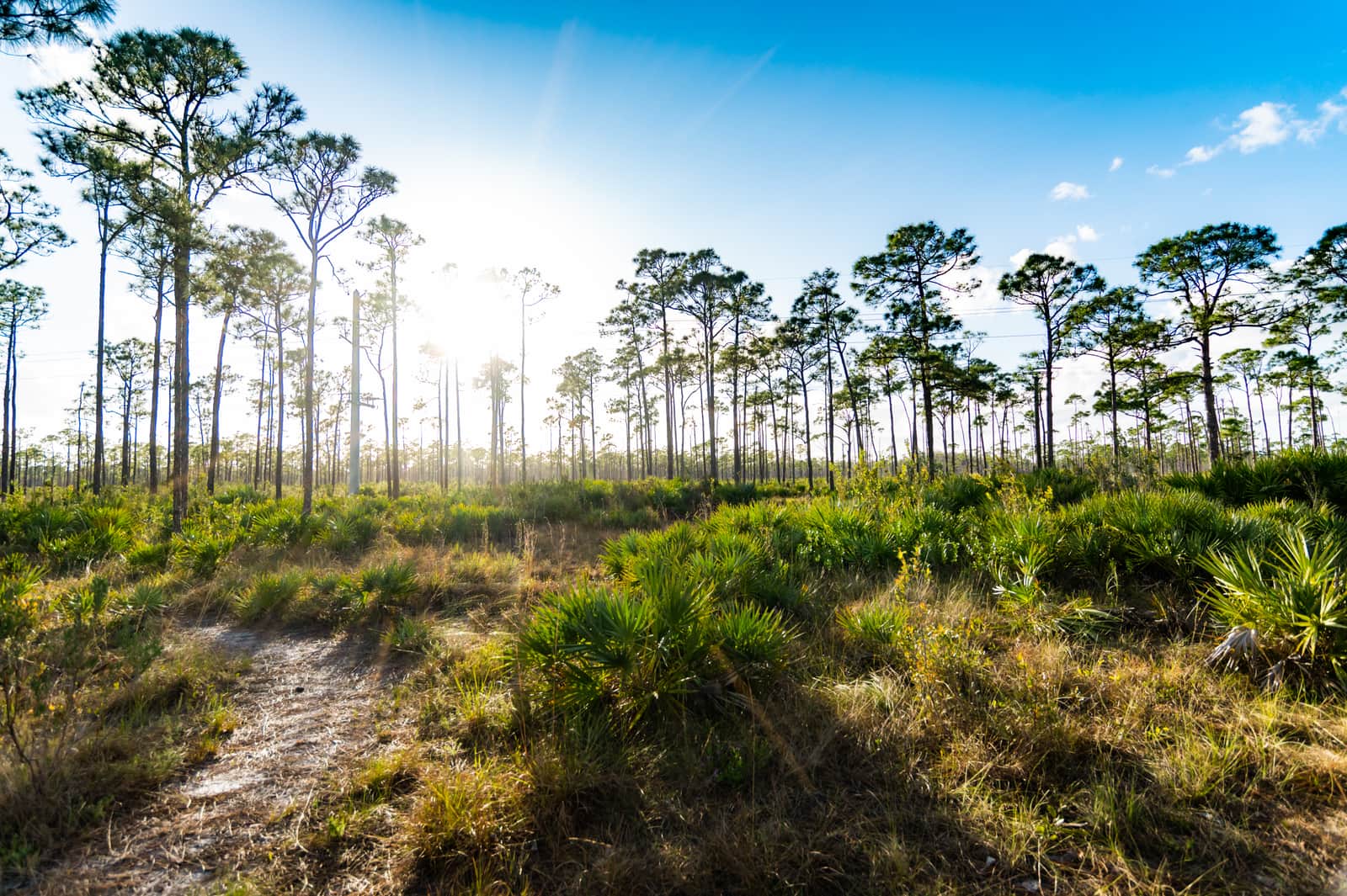 Scenic south Florida, natural rural landscape