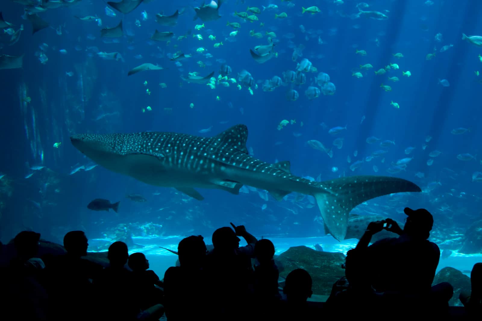 Georgia Aquarium Atlanta