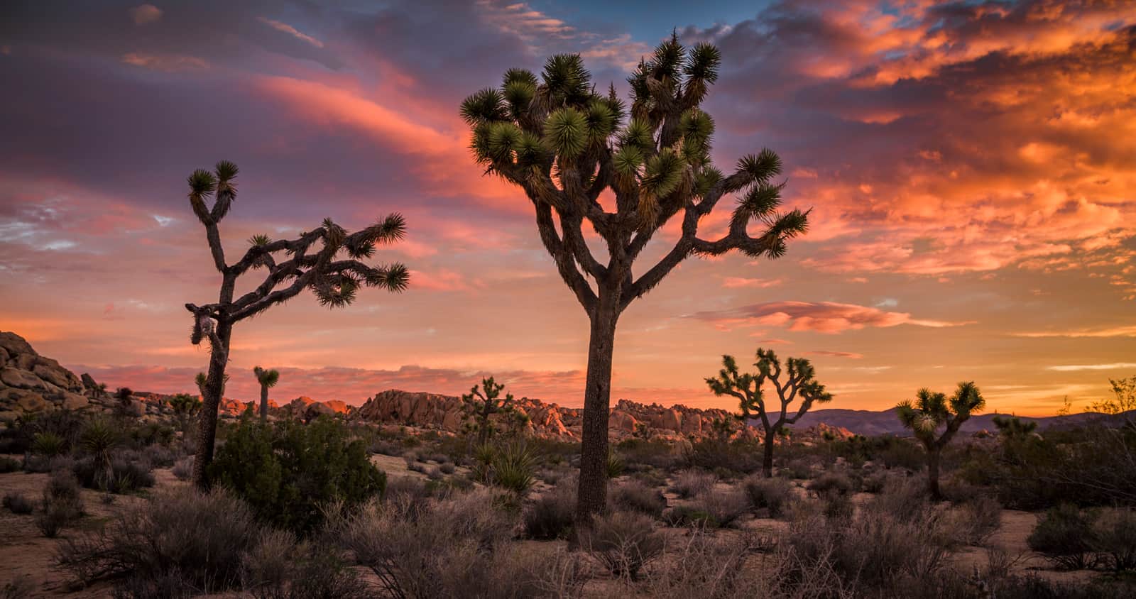 Joshua Tree San Bernardino County California