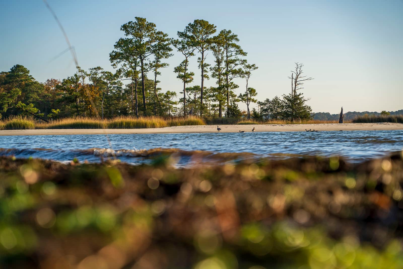 First Landing State Park near Virginia Beach