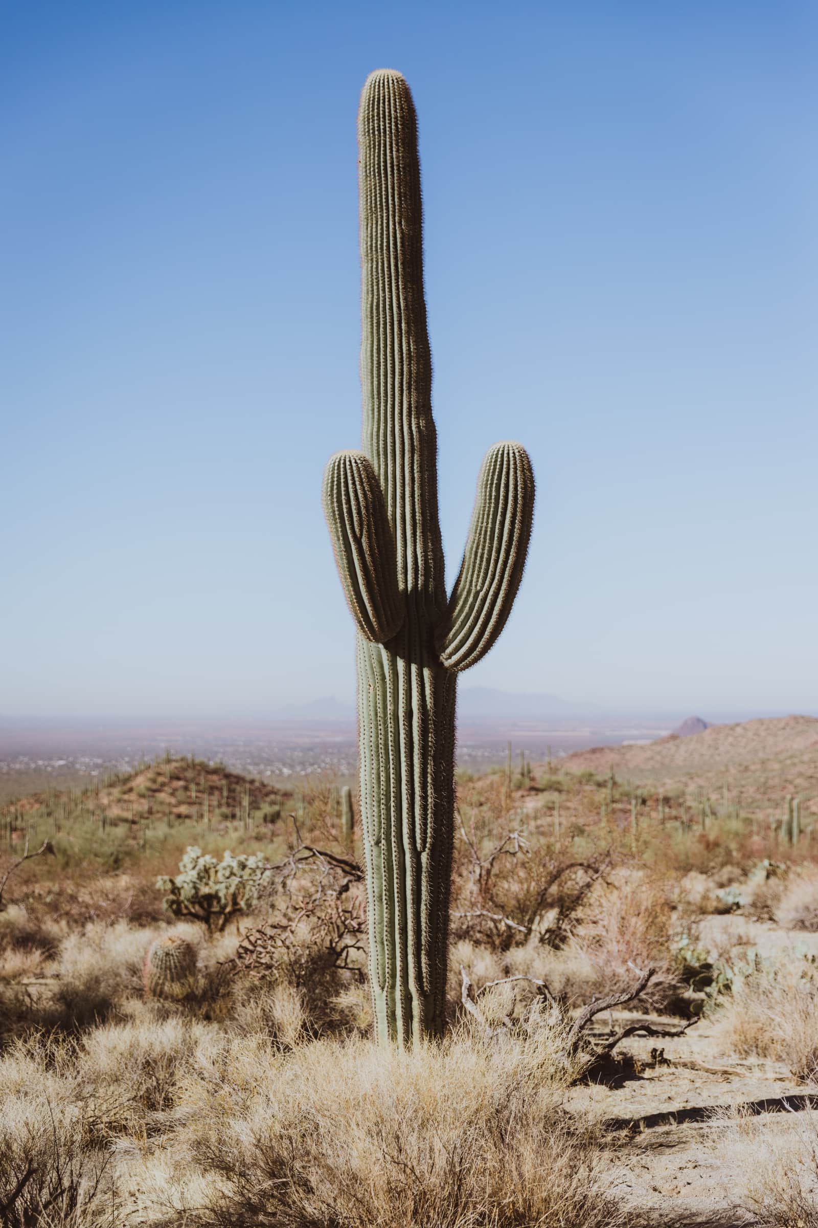 Cactus