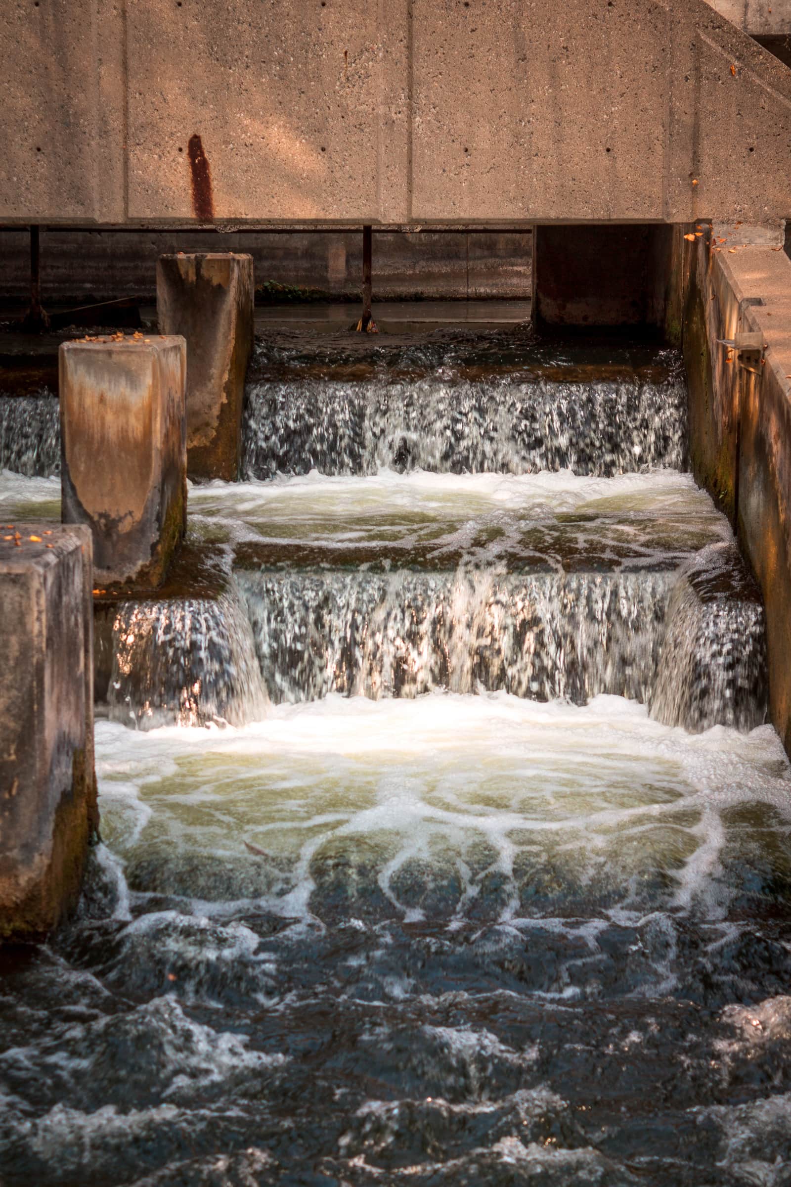 Fish Ladder Grand Rapids Michigan